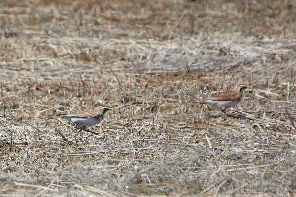 Horned Lark - ML458425301