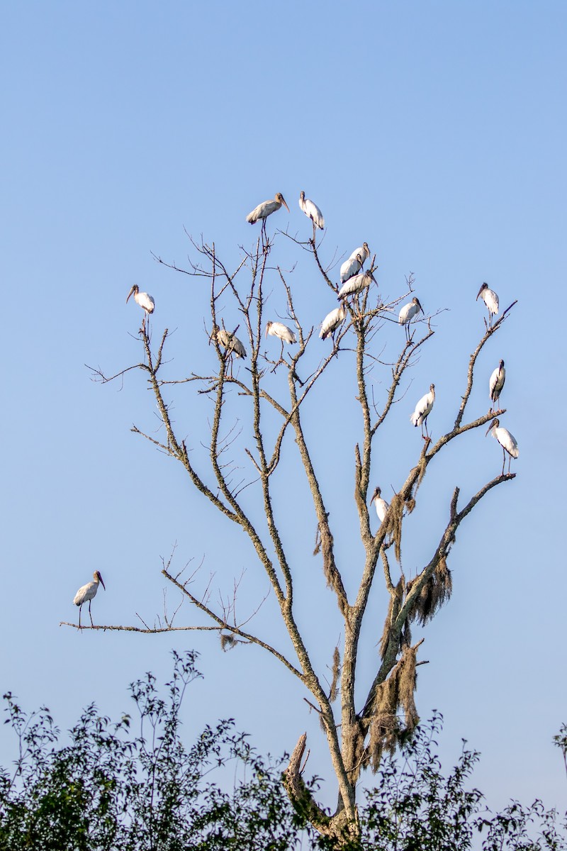 Wood Stork - ML458425411