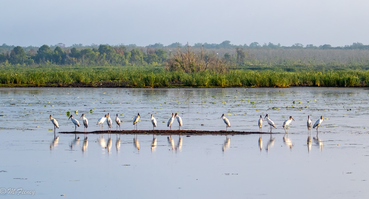 Wood Stork - ML458425441