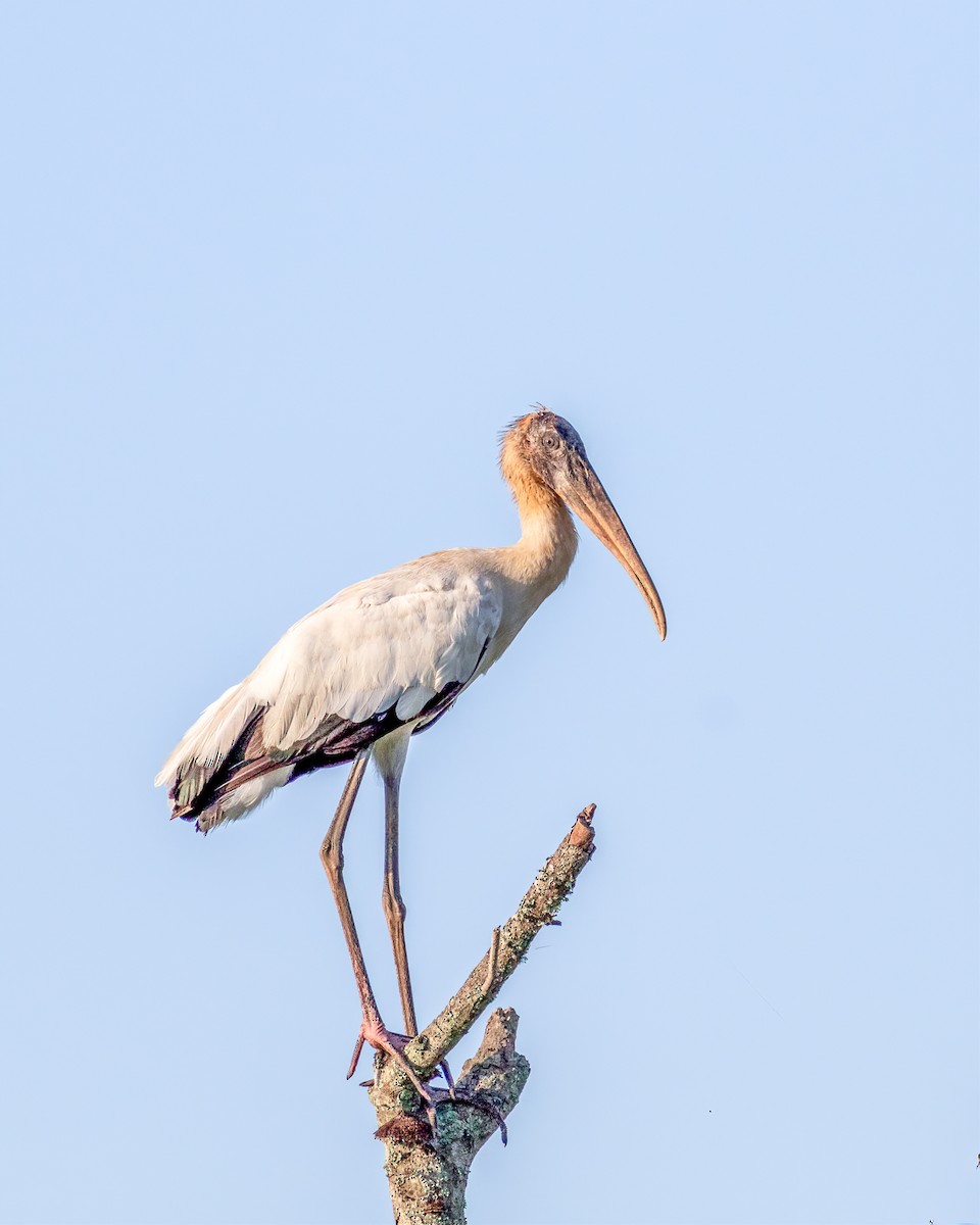 Wood Stork - ML458425461