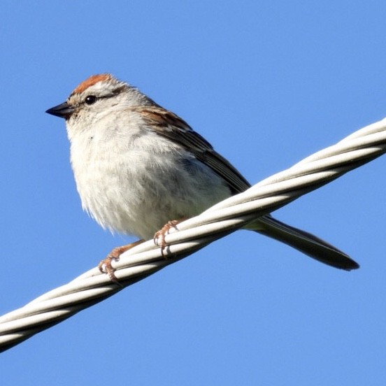 Chipping Sparrow - ML458425571