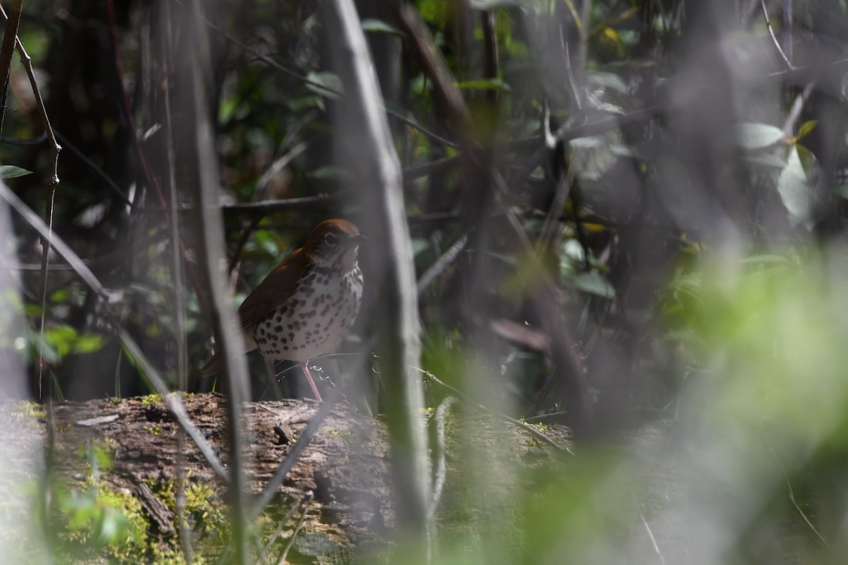 Wood Thrush - ML458426251