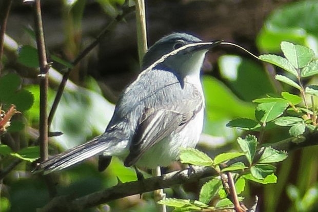 Blue-gray Gnatcatcher - ML458428841
