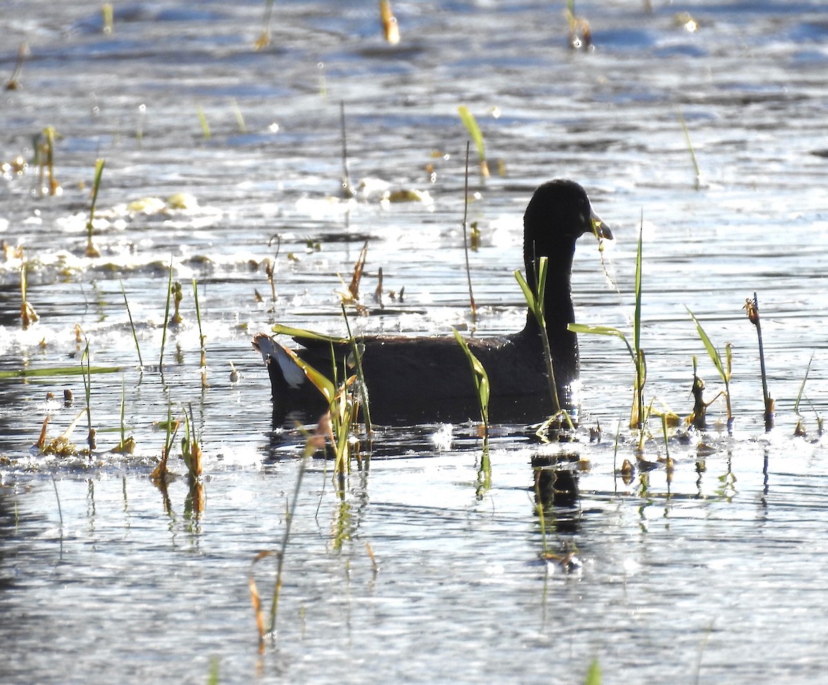 American Coot - ML458429041