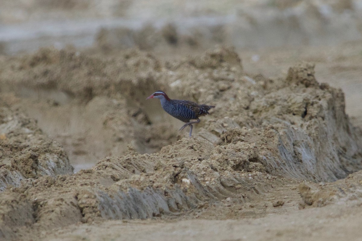 Buff-banded Rail - ML458431151