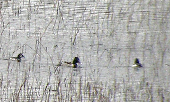 Ring-necked Duck - ML45843161