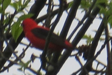 Piranga gorri-beltza - ML458431741