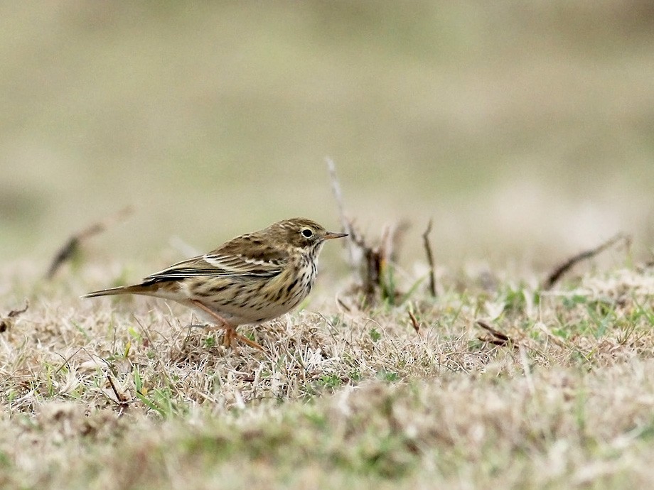 Meadow Pipit