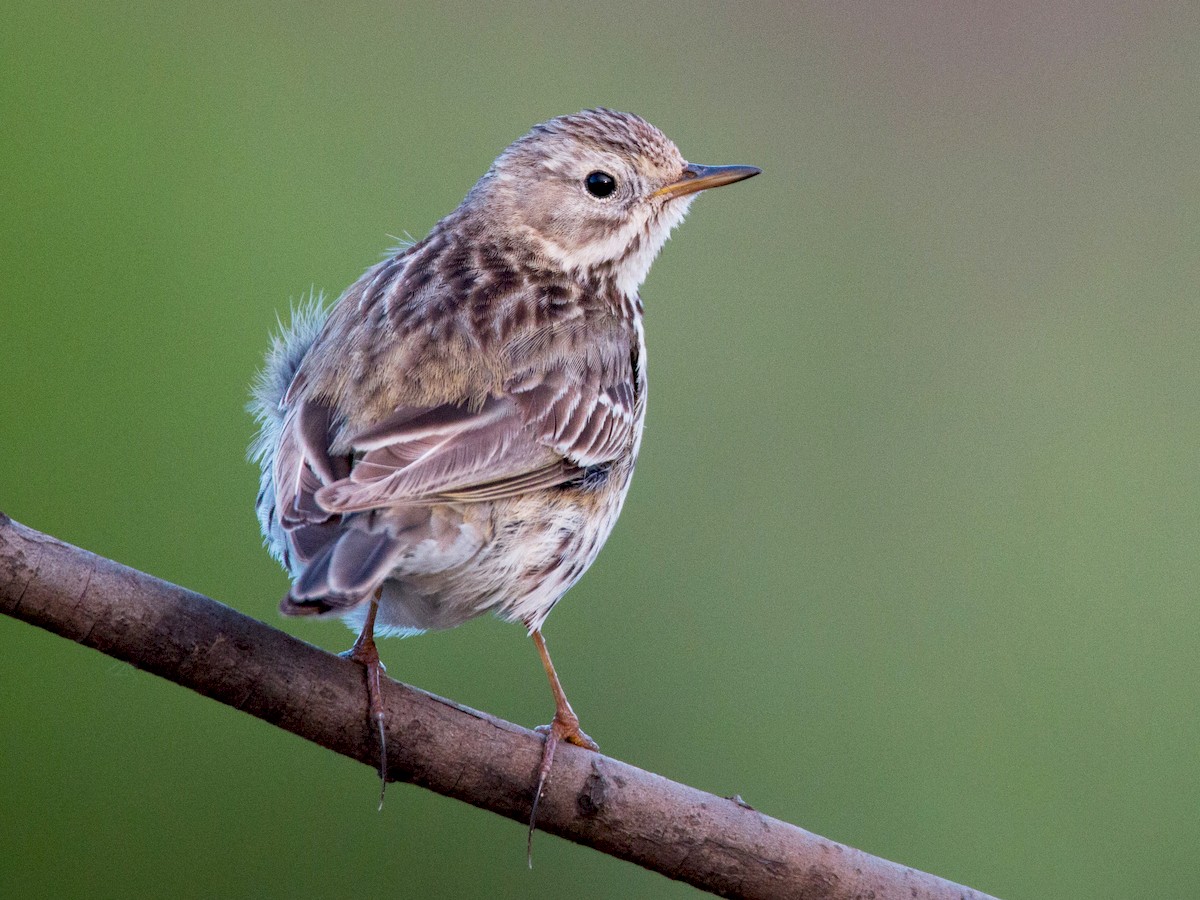 Meadow Pipit