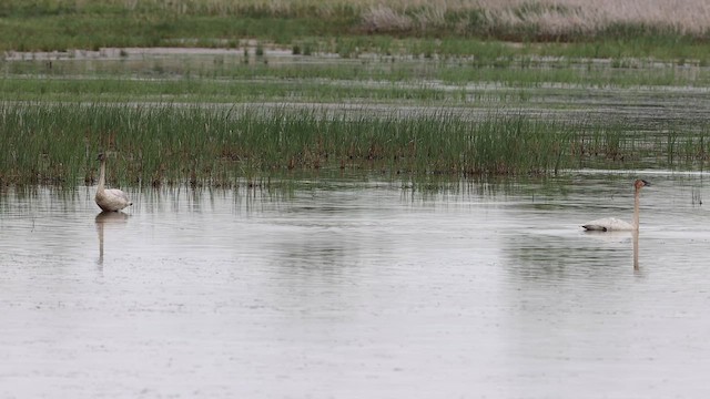 Cygne trompette - ML458434021