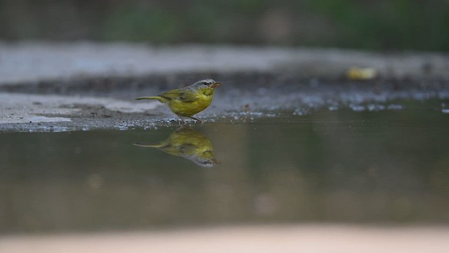 Gray-hooded Warbler - ML458434081