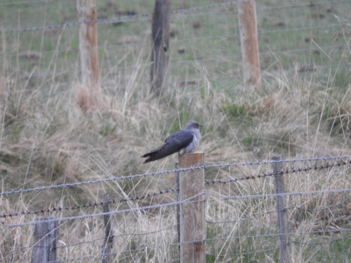 Common Cuckoo - ML458434121