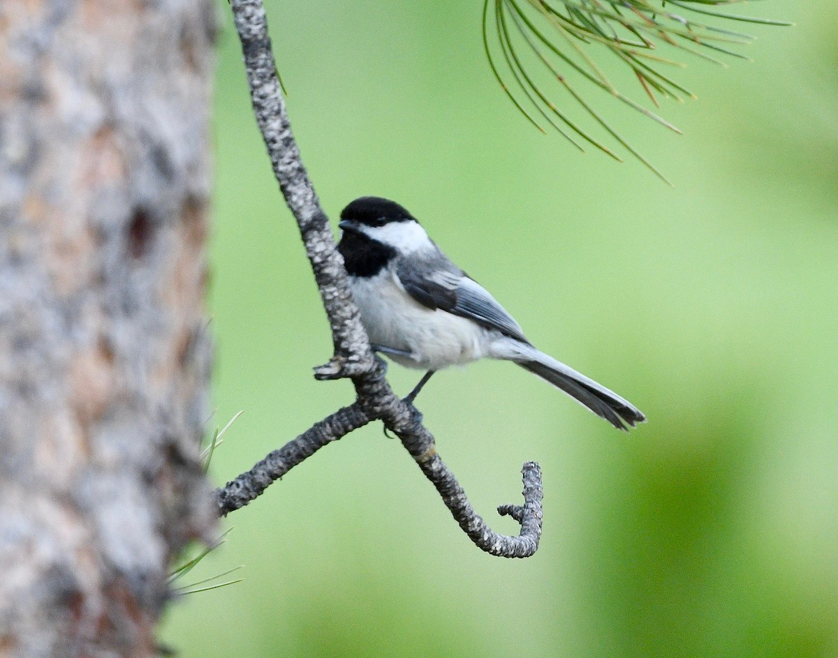 Black-capped Chickadee - ML458434681