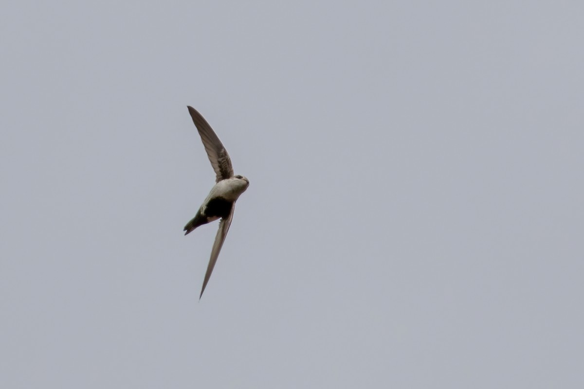 White-throated Swift - ML458437221