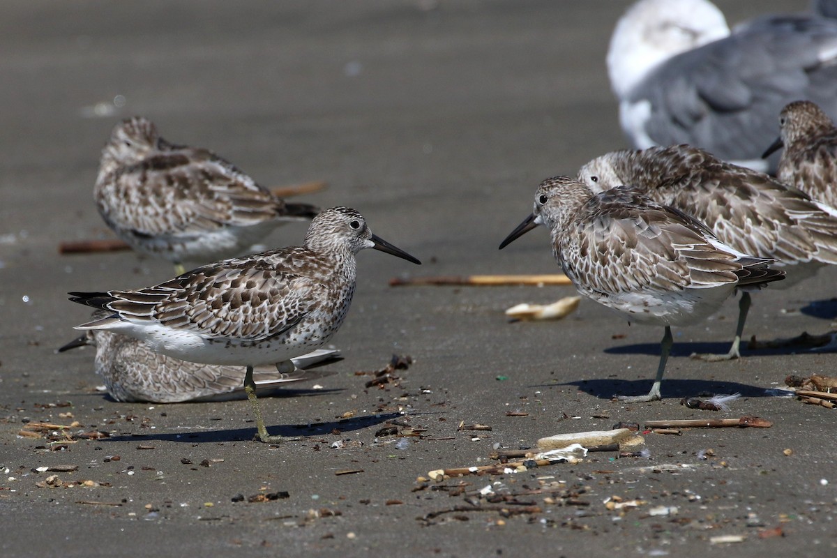 Great Knot - ML458437231
