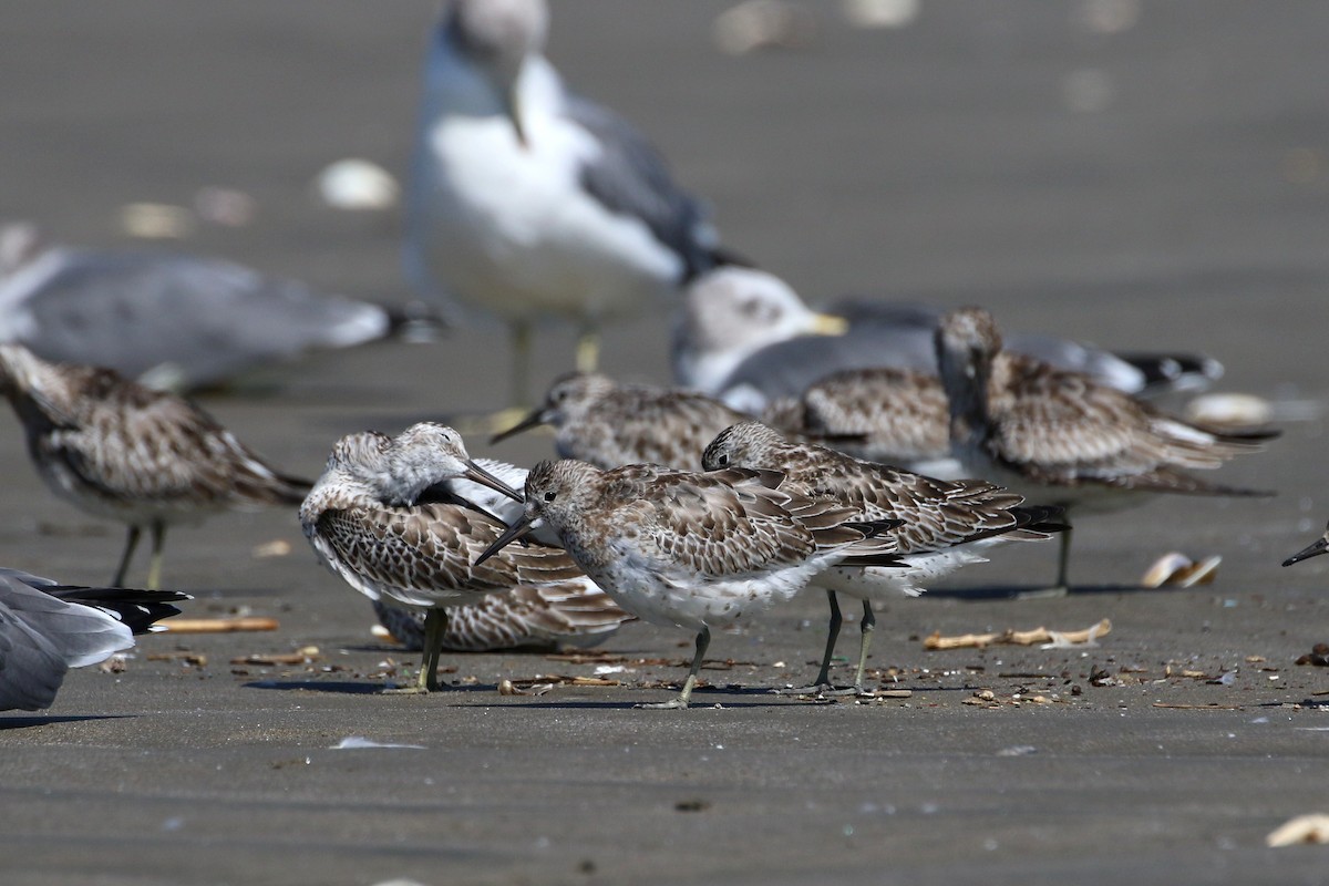 Great Knot - ML458437241