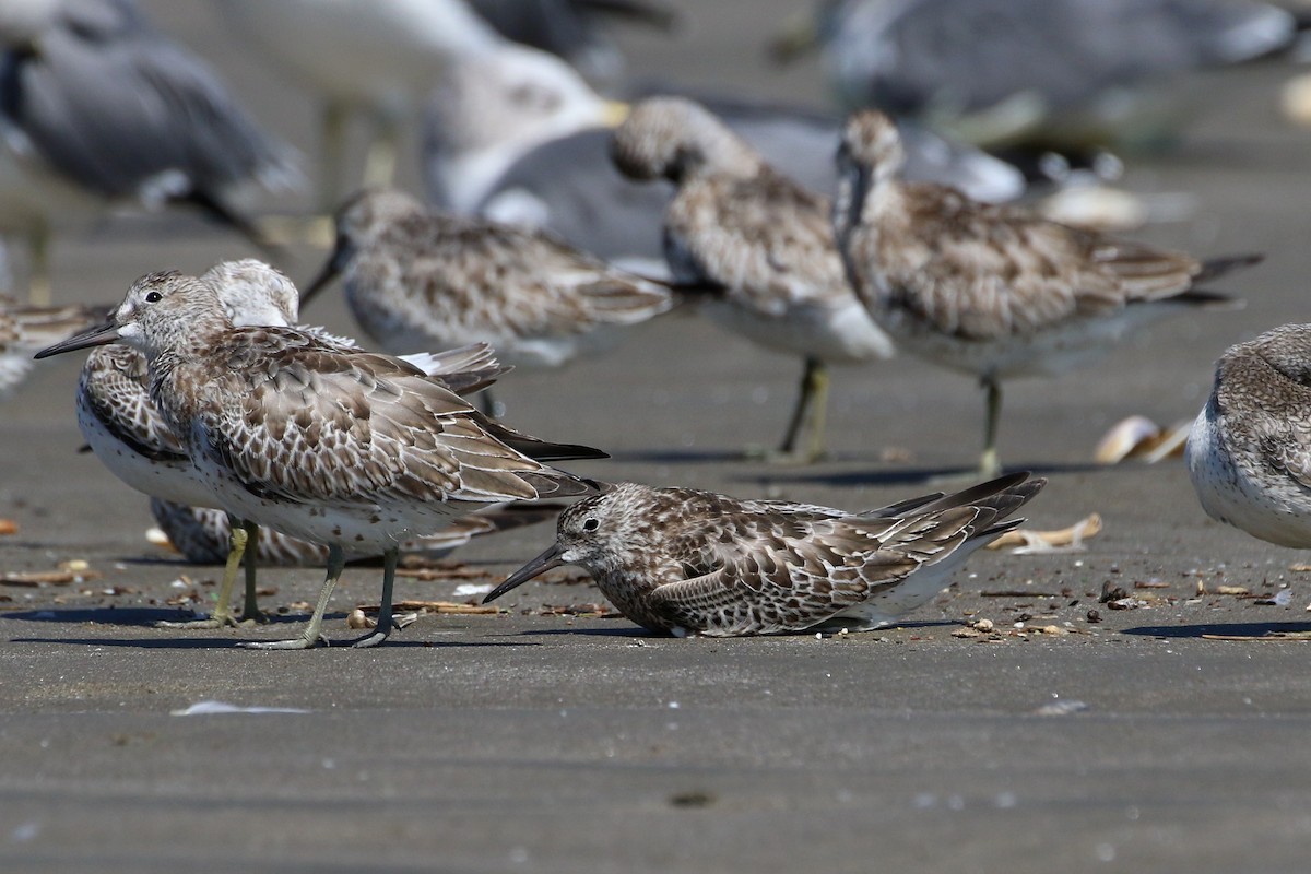 Great Knot - ML458437261