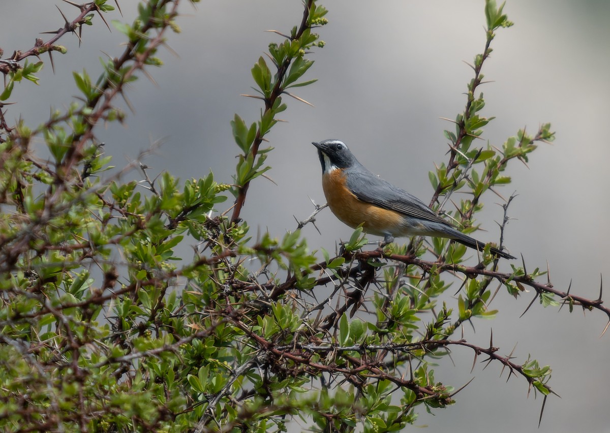 White-throated Robin - ML458438061