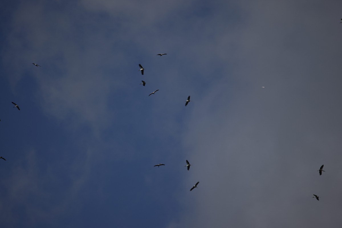 Wood Stork - ML458438221