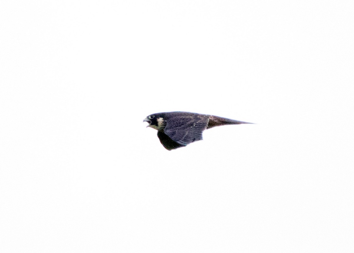 Peregrine Falcon (Indo-Pacific) - ML458438461