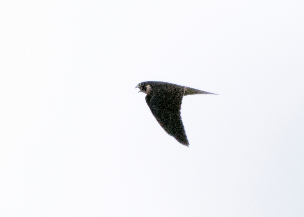 Peregrine Falcon (Indo-Pacific) - ML458438471
