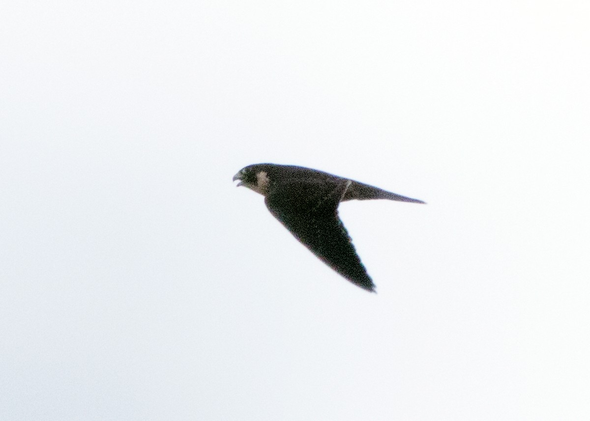 Peregrine Falcon (Indo-Pacific) - ML458438481
