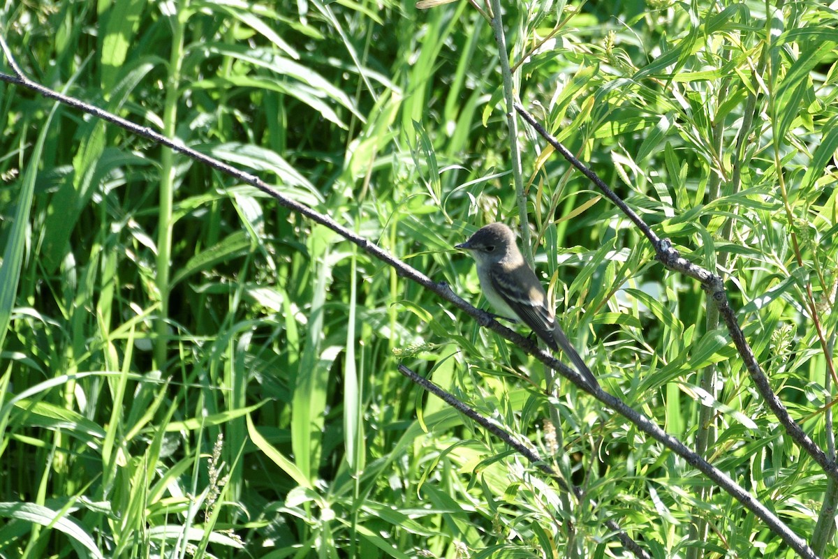 Willow Flycatcher - ML458444071