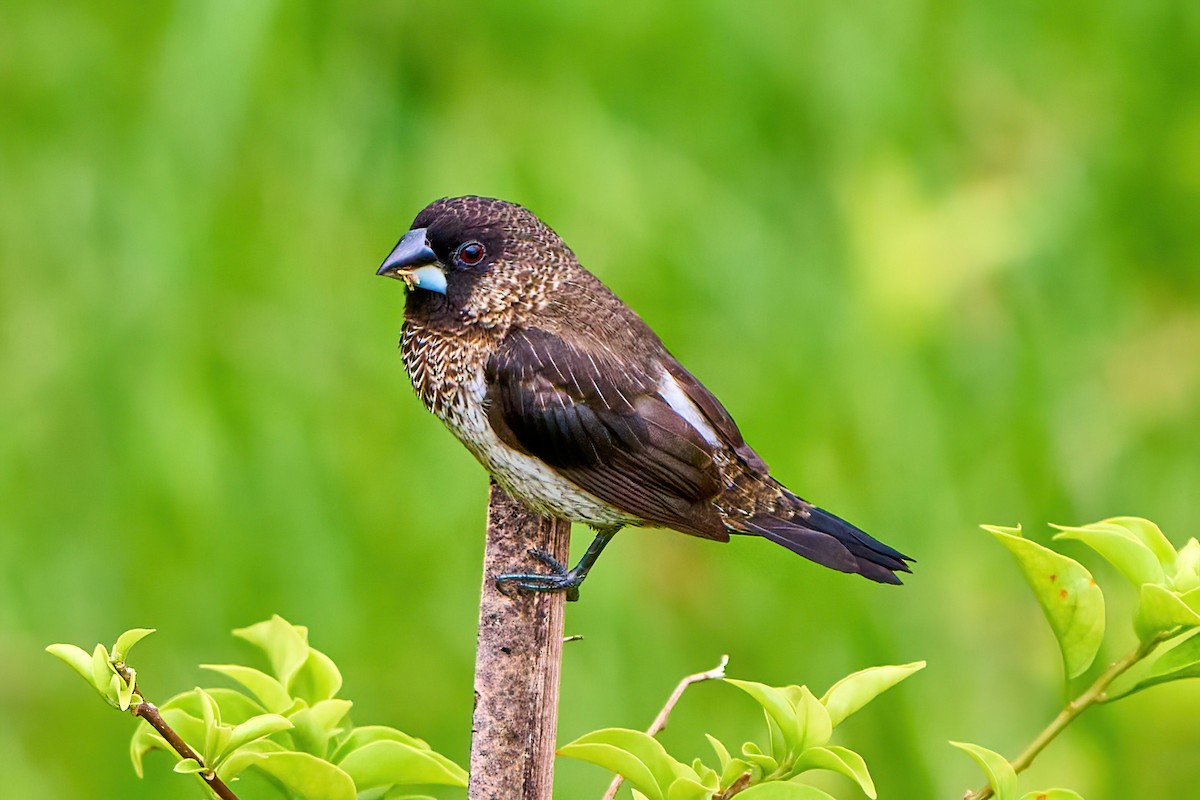 White-rumped Munia - ML458444391