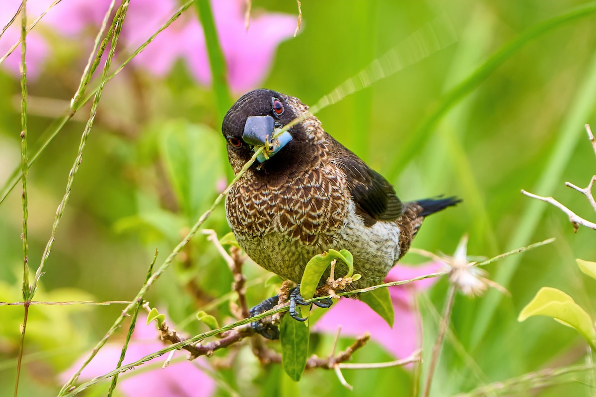 White-rumped Munia - ML458444401
