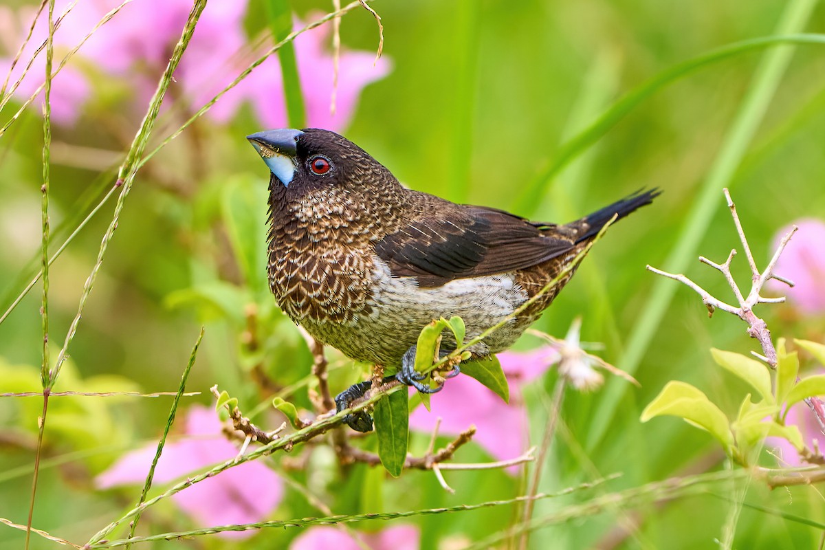 White-rumped Munia - ML458444411