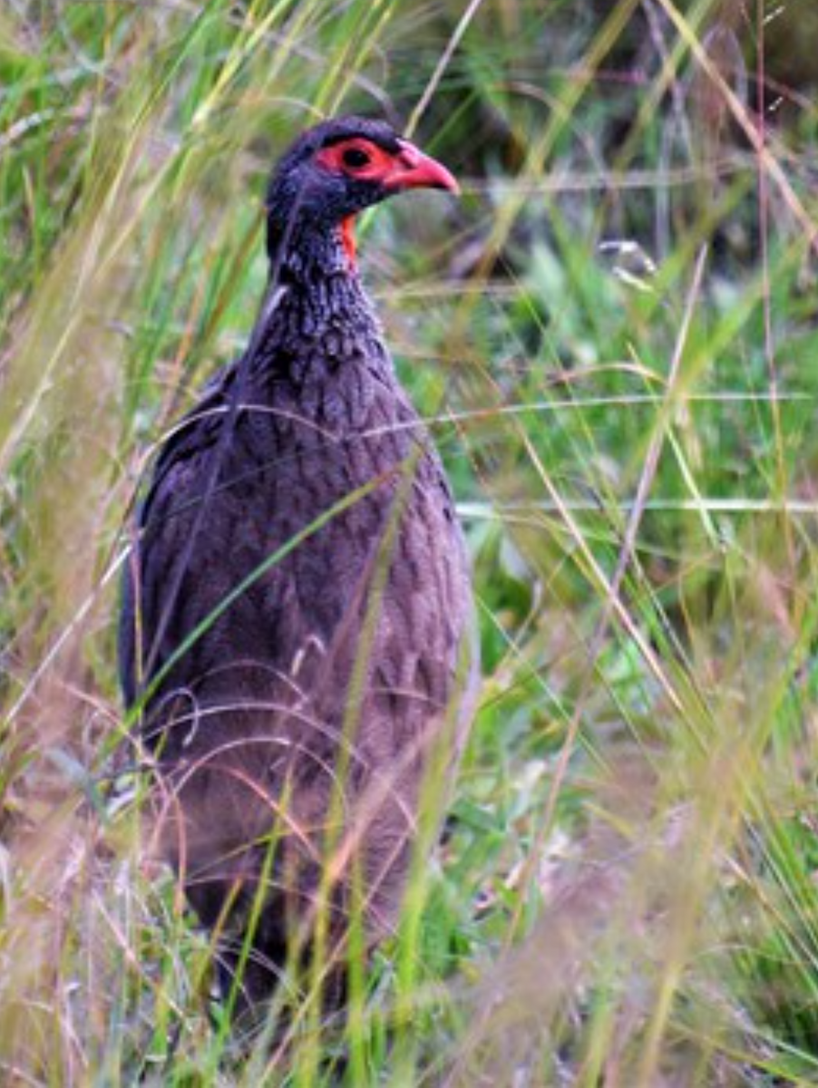 Red-necked Spurfowl (Cranch's) - ML458444501
