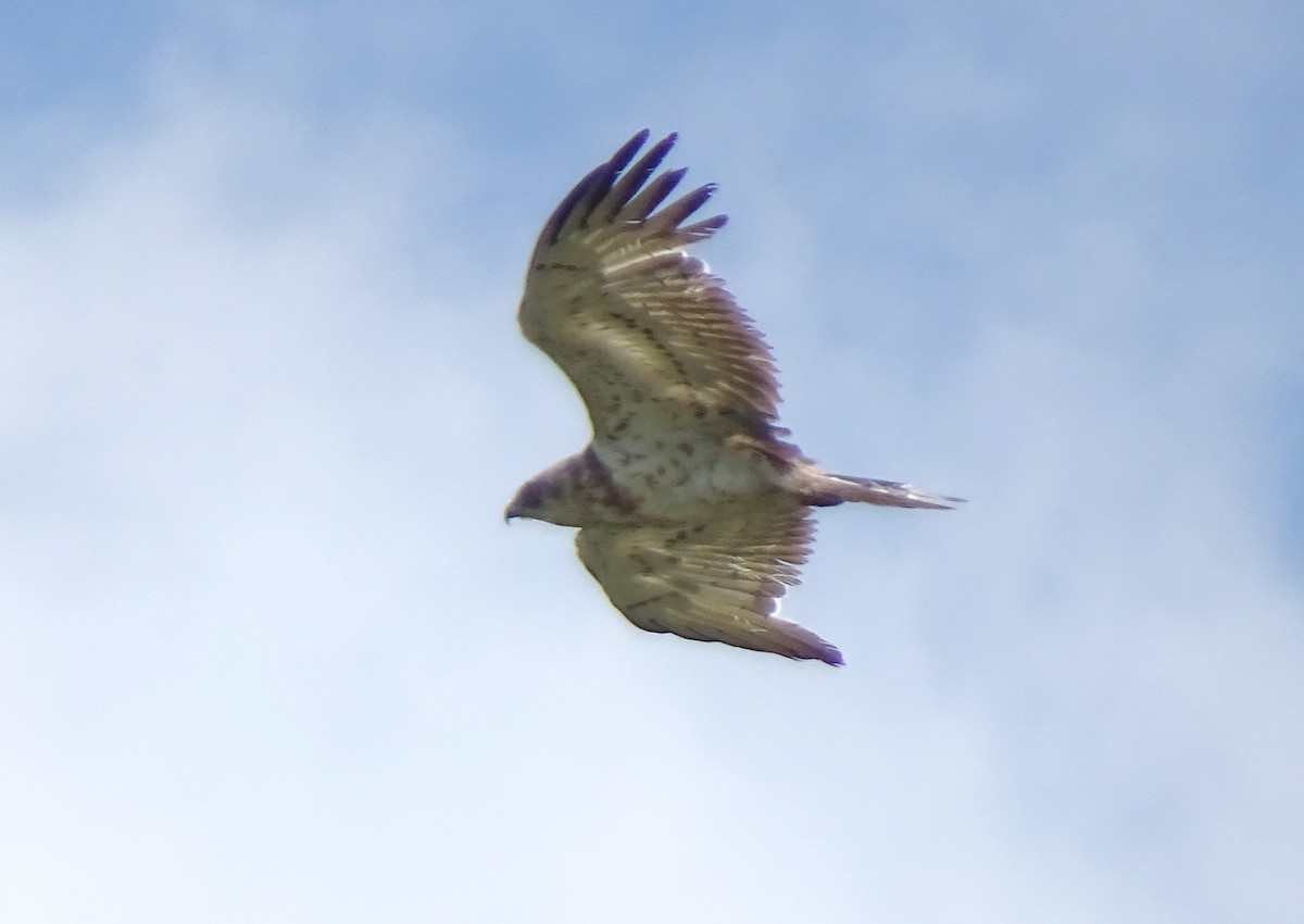 Short-toed Snake-Eagle - ML458446961