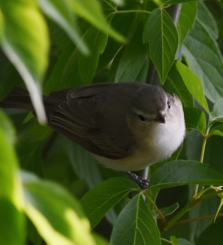 Warbling Vireo - Regis Fortin