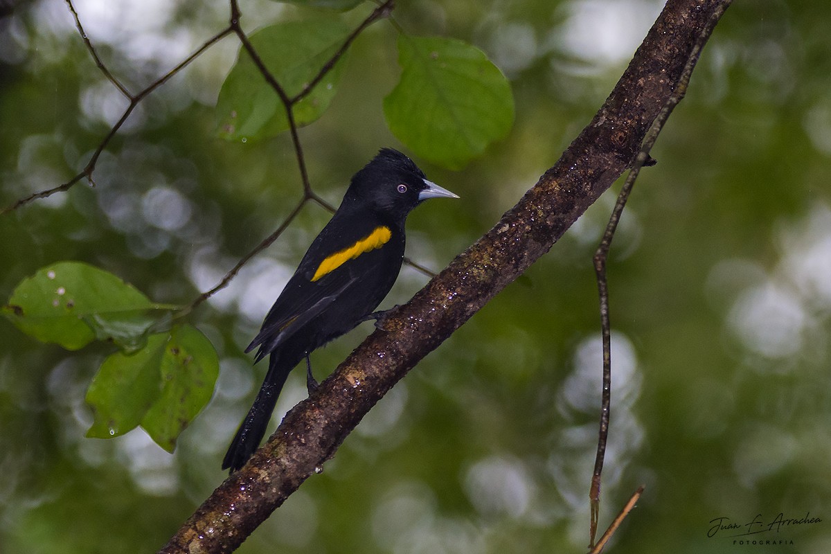 Golden-winged Cacique - ML458450681