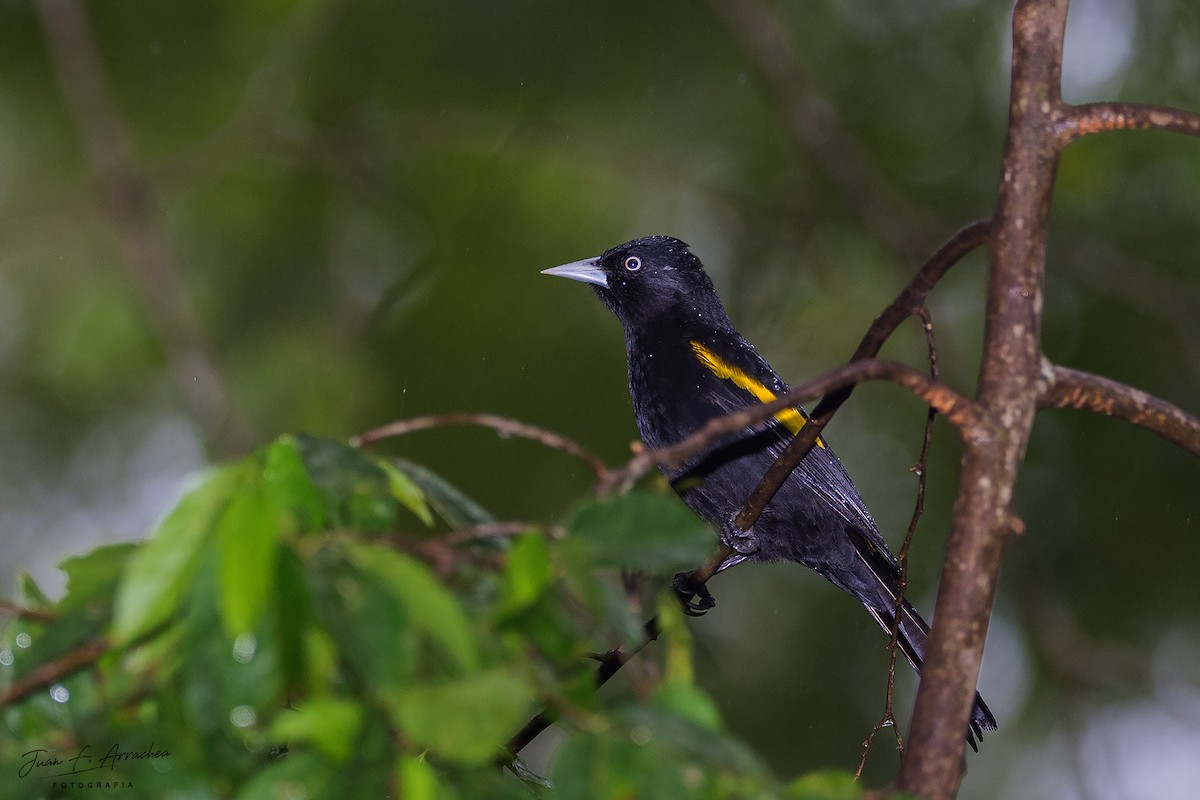 Golden-winged Cacique - ML458450711