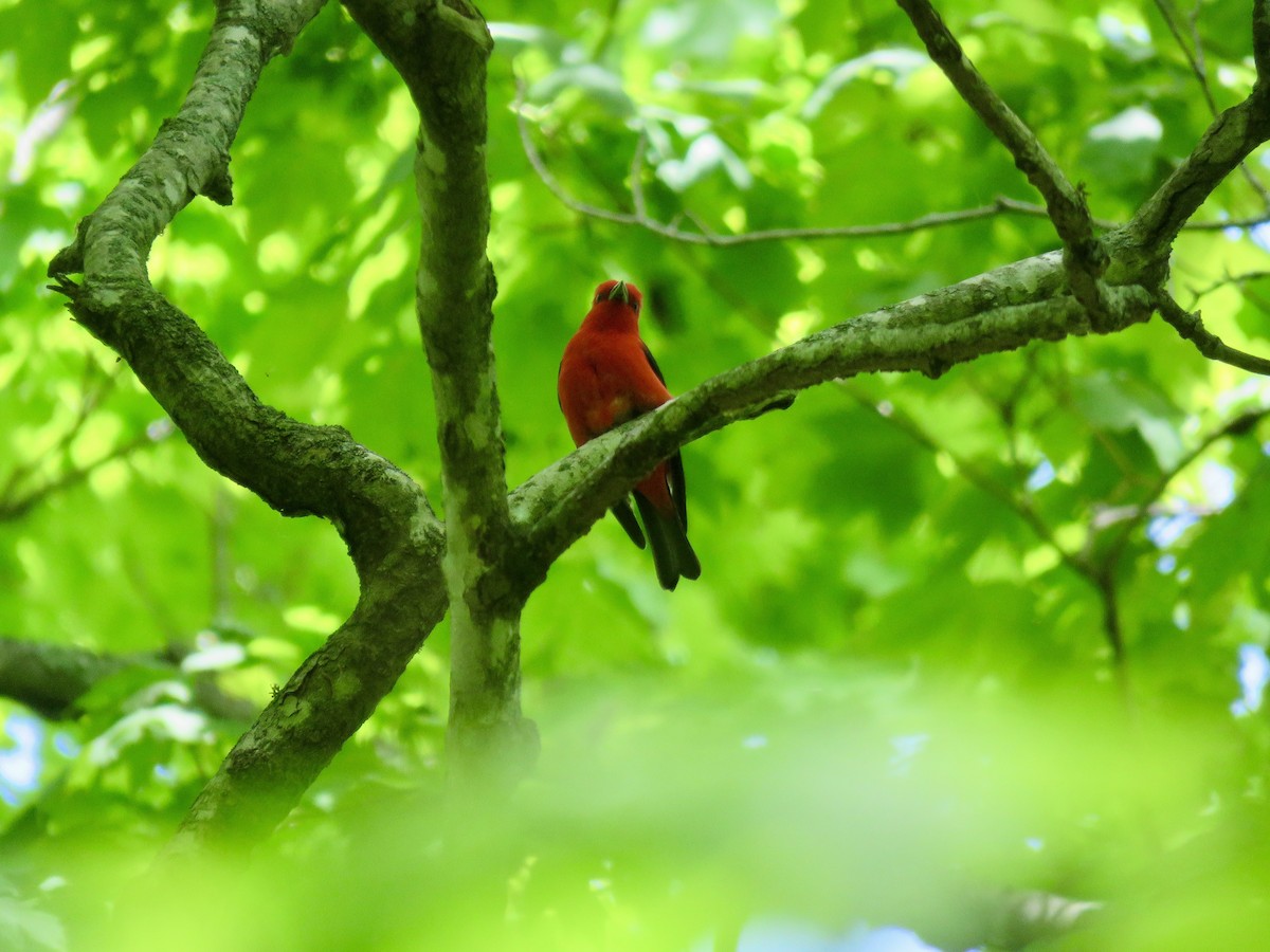 Scarlet Tanager - ML458451001