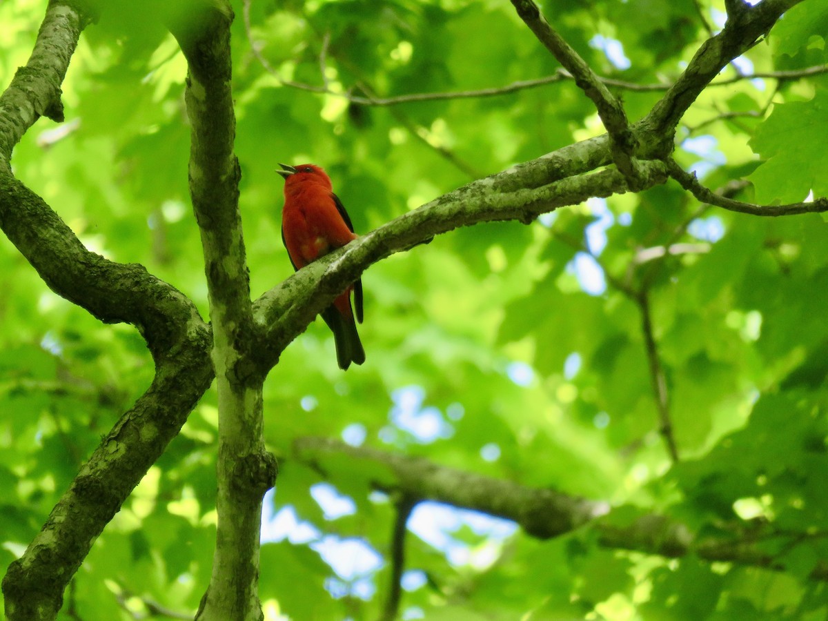 Scarlet Tanager - ML458451061