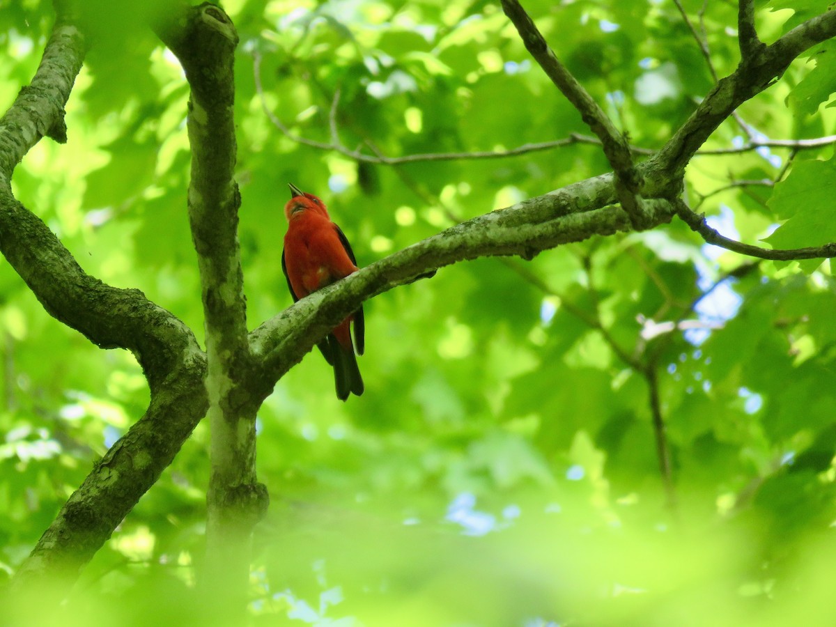 Scarlet Tanager - ML458451101
