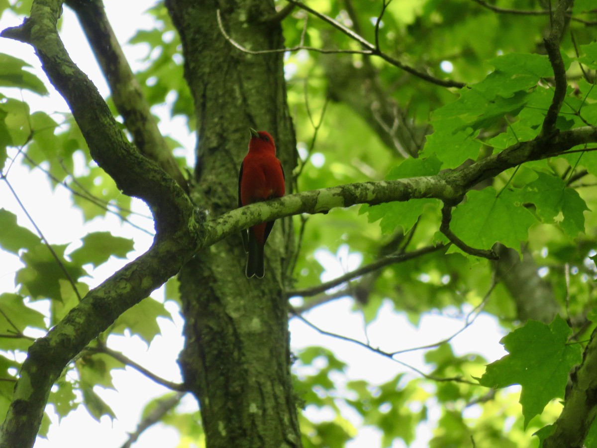 Scarlet Tanager - ML458451121