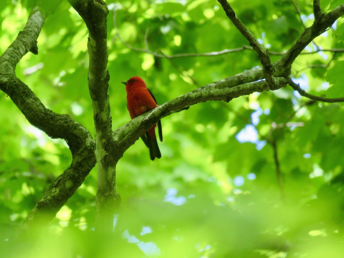 Scarlet Tanager - ML458451141