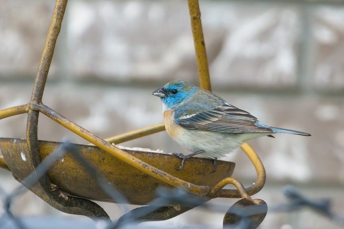 Lazuli Bunting - ML458451231