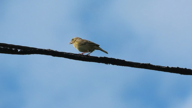 Grasshopper Sparrow - ML458451301