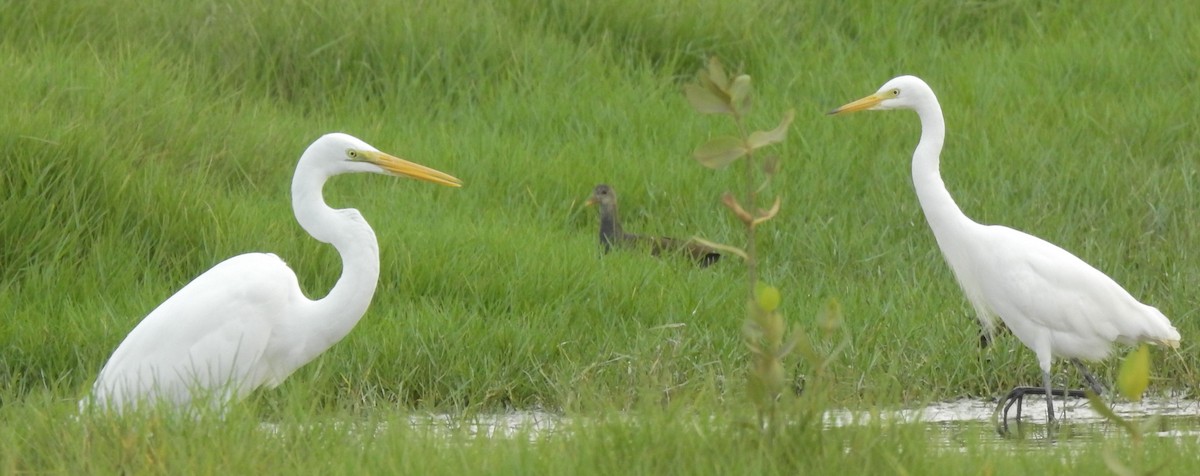 Medium Egret - Rik Winters