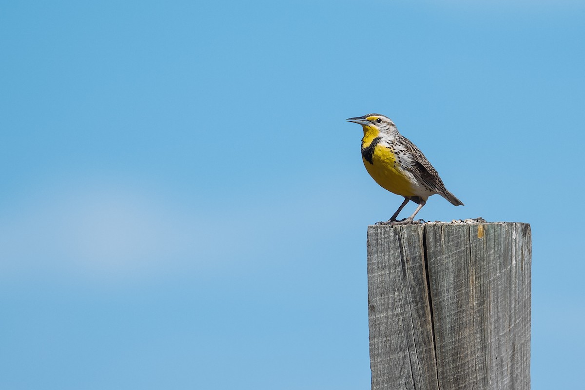 Western Meadowlark - ML458451841