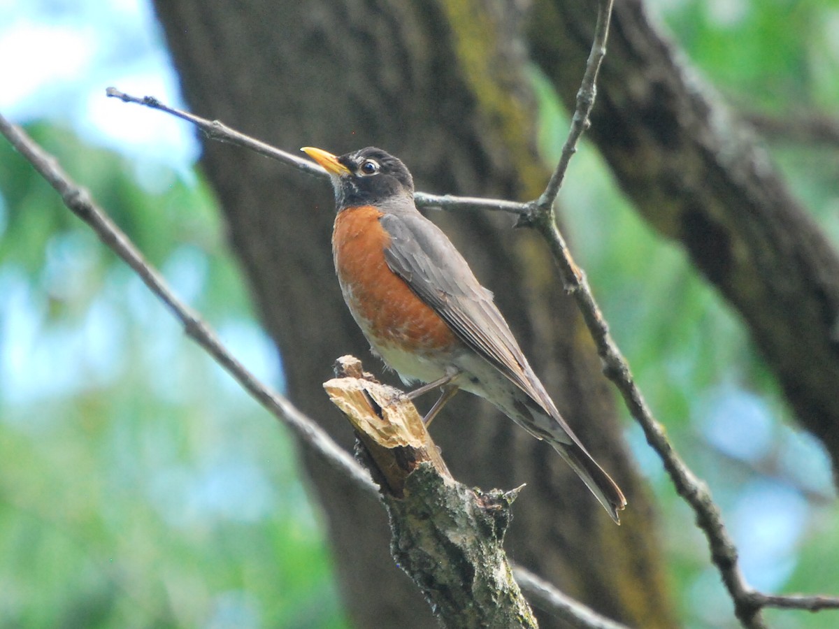 American Robin - ML458453151