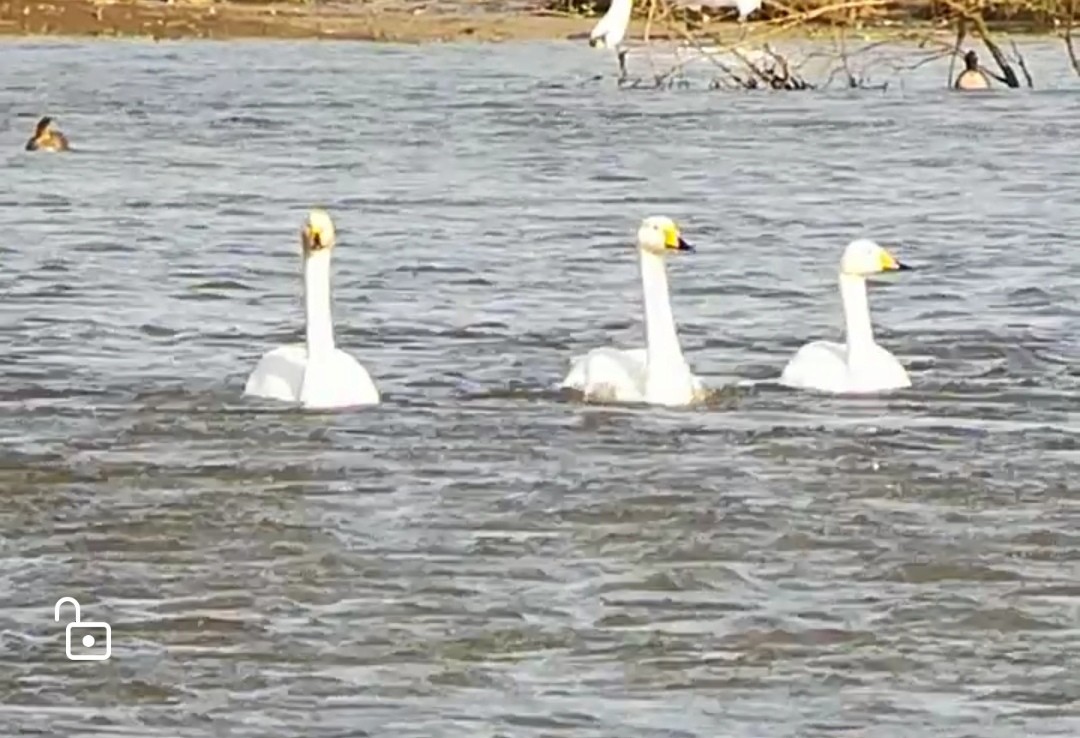 Cygne chanteur - ML458453841