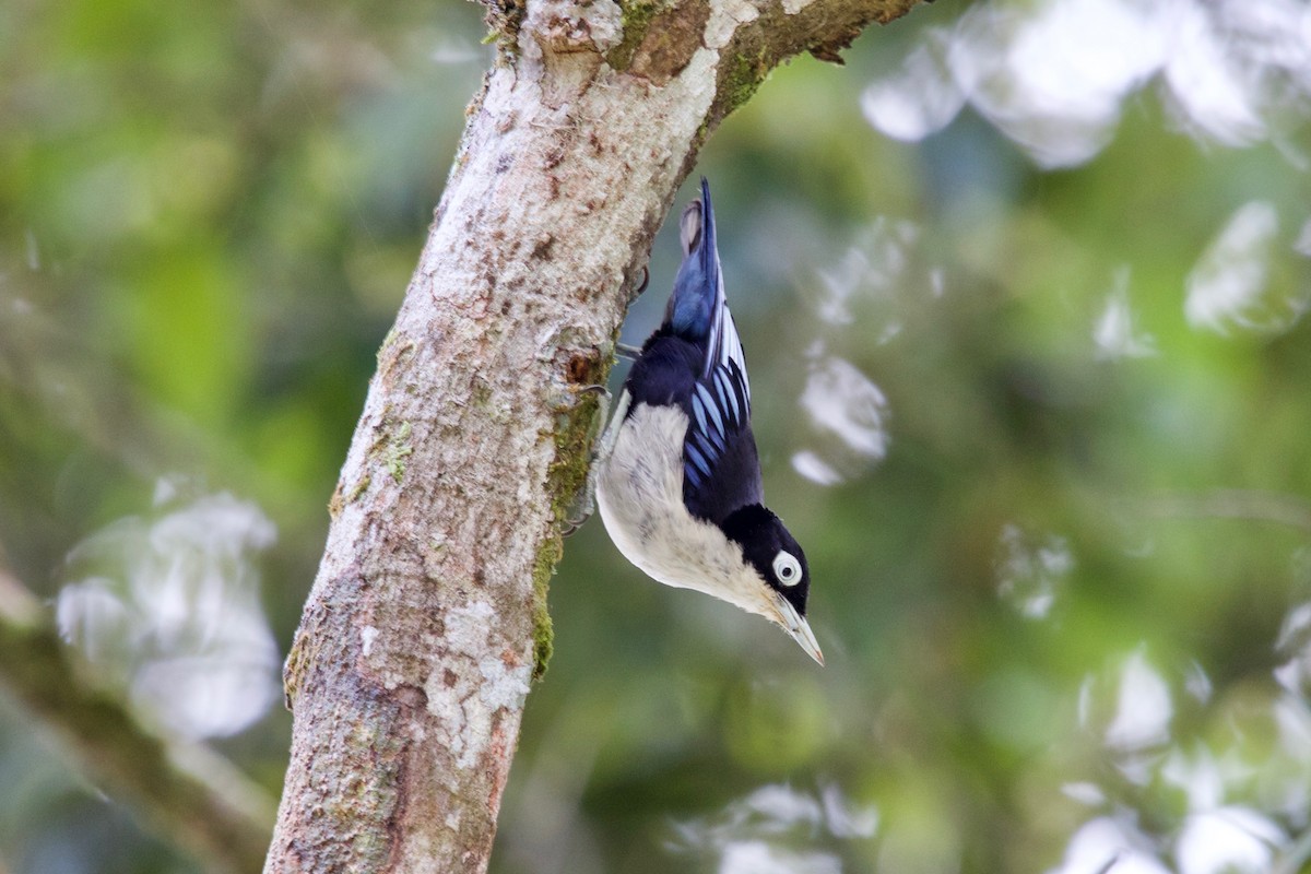 Blue Nuthatch - Gabriel Leite