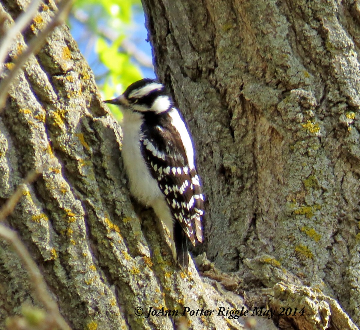 Downy Woodpecker - ML45845501