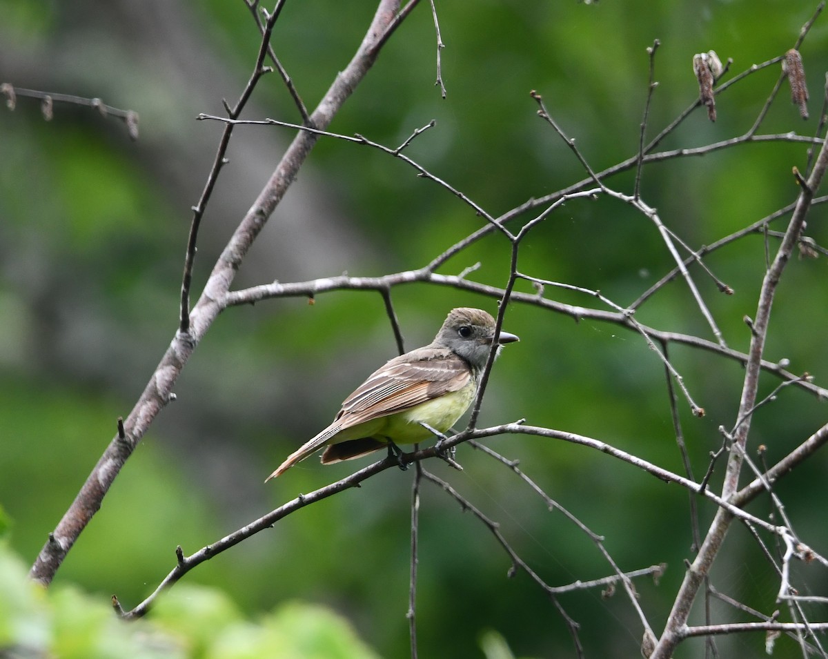 Great Crested Flycatcher - ML458455881
