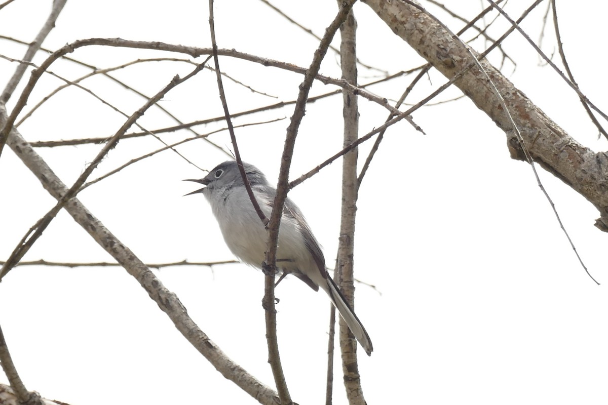 Blue-gray Gnatcatcher - ML458456181